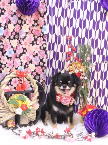 20250126ルナちゃん